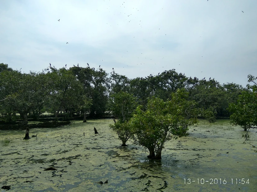Bhitarkanika photo 2 in Bhitarkanika