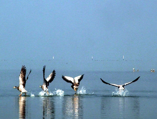 Chilika Lake photo 5 in Chilika Lake