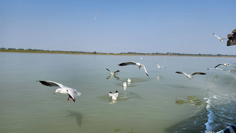 Chilika Lake photo 6 in Chilika Lake