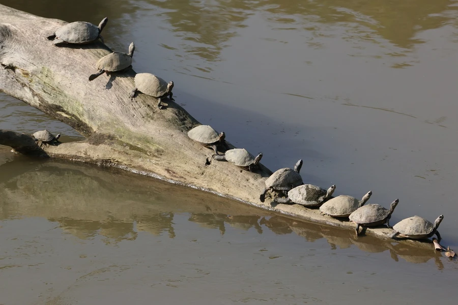 Kaziranga National Park photo 2 in Kaziranga National Park