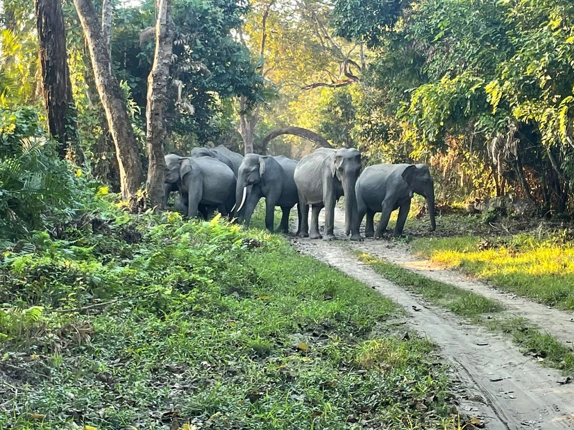 Kaziranga National Park photo 3 in Kaziranga National Park