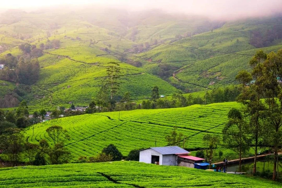 Munnar photo 3 in Munnar