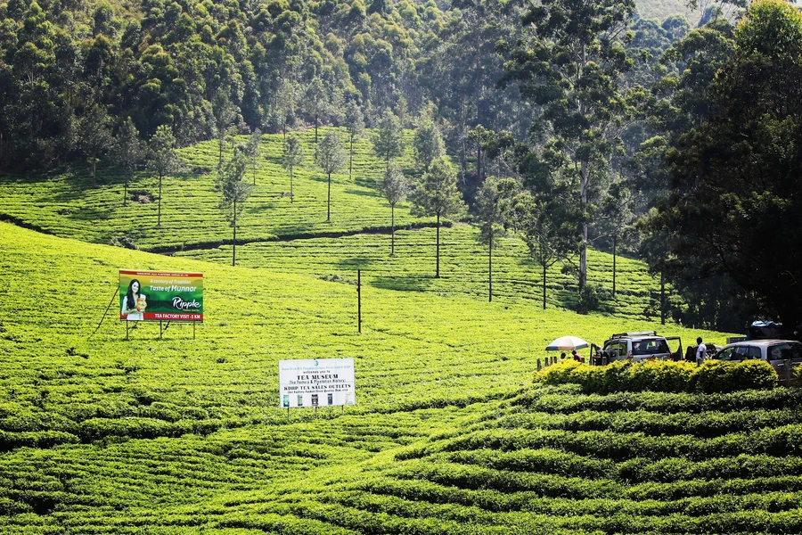 Munnar photo 5 in Munnar