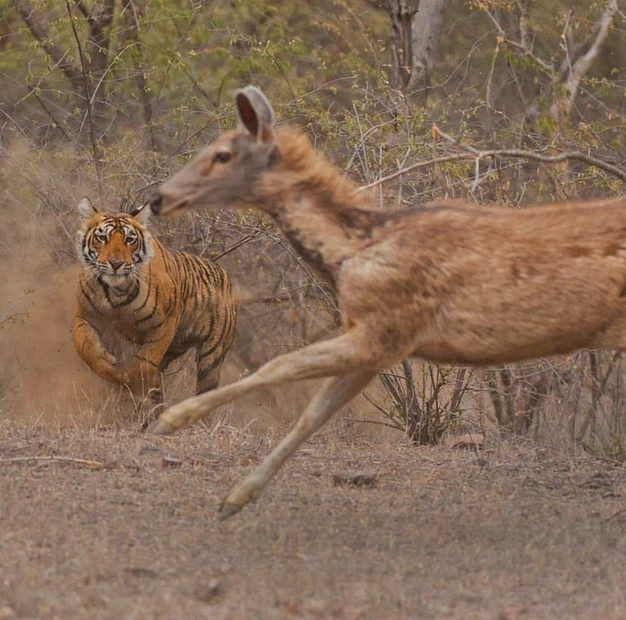 Royal Tiger & Taj Triangle Tour in Family Holiday Deals – Fun for Everyone by JoyVacanza