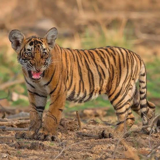 Golden Triangle Tiger Safari Tour tour package by Joy Vacanza