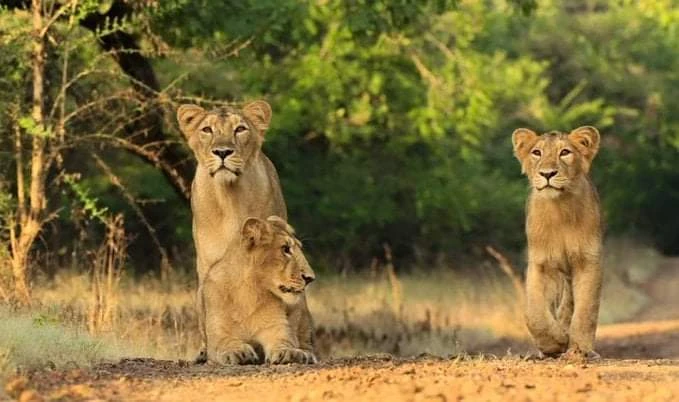 Sasan Gir photo 2 in Sasan Gir
