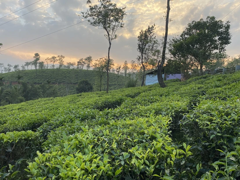 Wayanad photo 4 in Wayanad