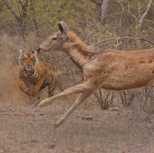 Ranthambore National Park photo 5 for Royal Tiger & Taj Triangle Tour itinerary
