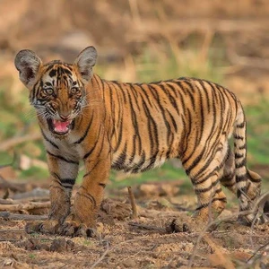 Ranthambore National Park photo 7 for Royal Tiger & Golden Triangle Adventure 2026 itinerary
