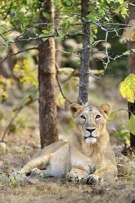 Sasan Gir tourism