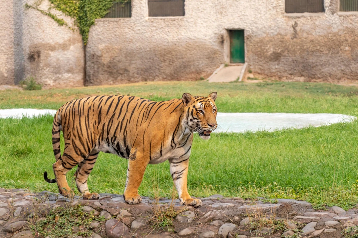 ChattBir Zoo in Chandigarh