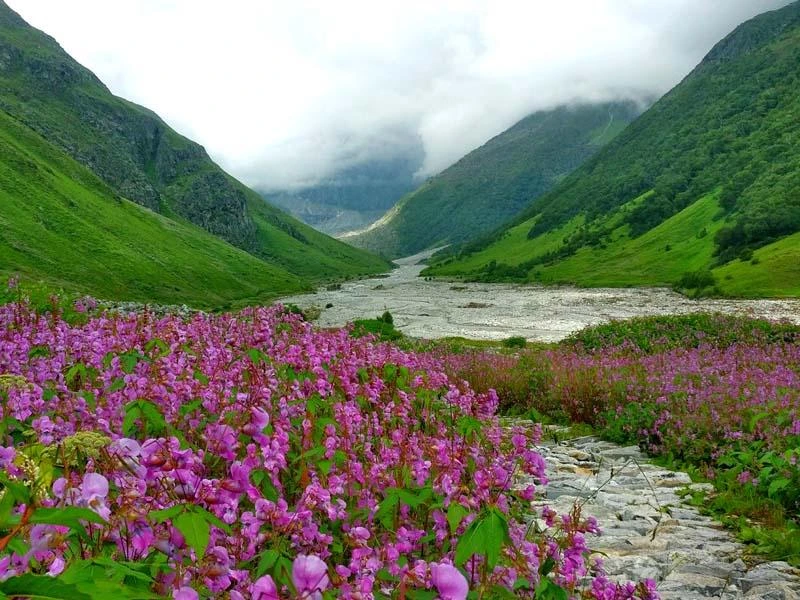 Day 4: Ghangaria - Valley of Flowers - Ghangaria