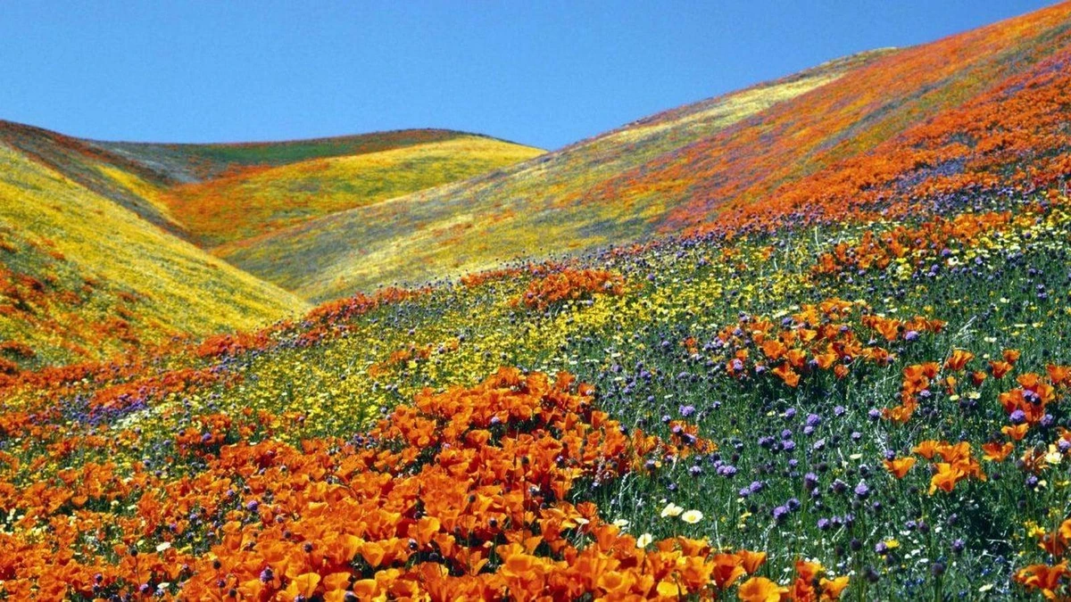 Day 5: Ghangaria - Valley of Flowers - Ghangaria