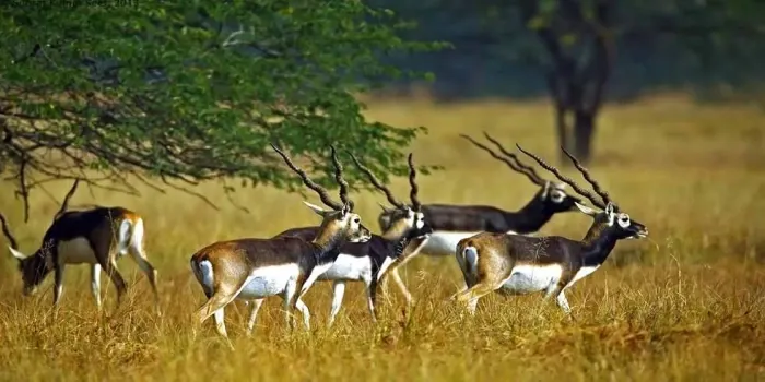 Blackbuck National Park Bhavnagar darshan place