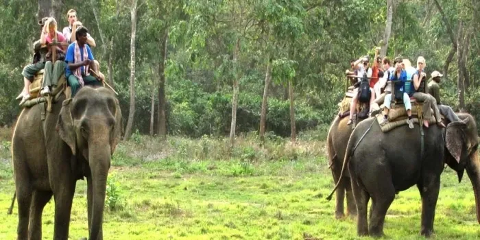 Elephant Safari in Jim Corbett