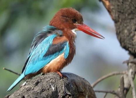 Keoladeo National Park sightseeing stop on Taj Birds & Pink City Tour Taxi Package route