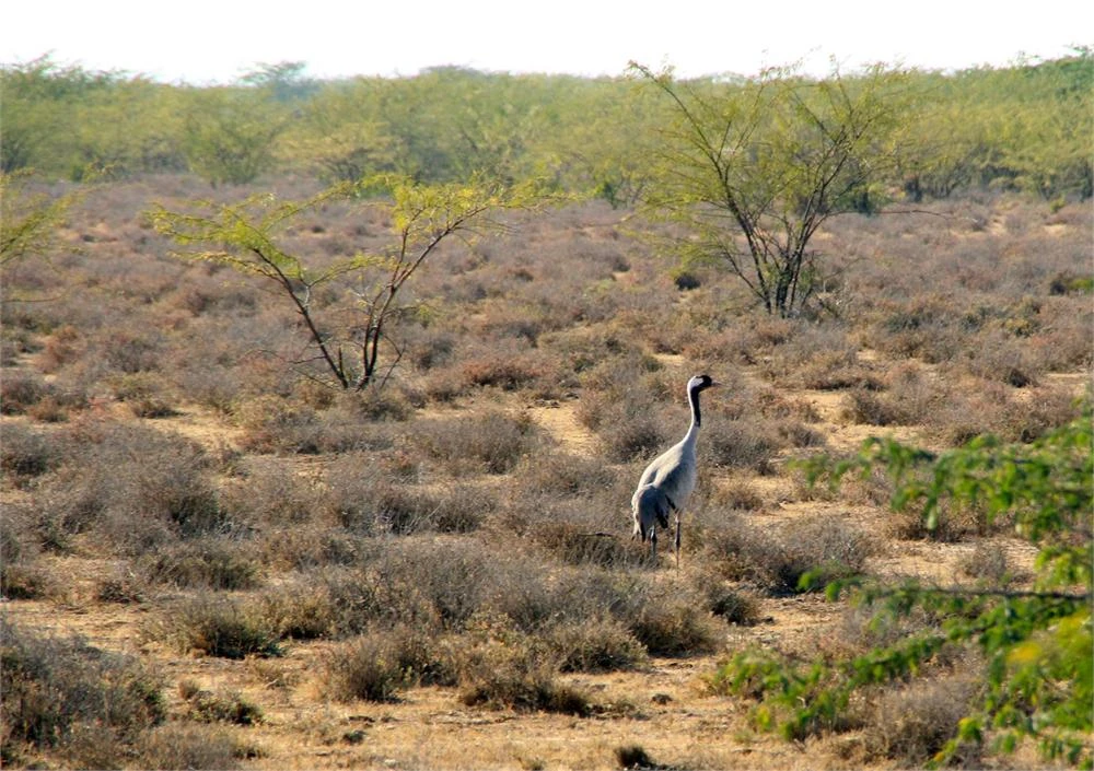 Chari-Dhand Wetland Conservation Reserve Bhuj tourist attraction