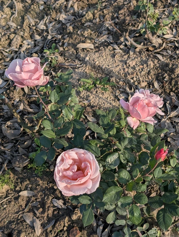 Rose Garden Chandigarh tourist attraction