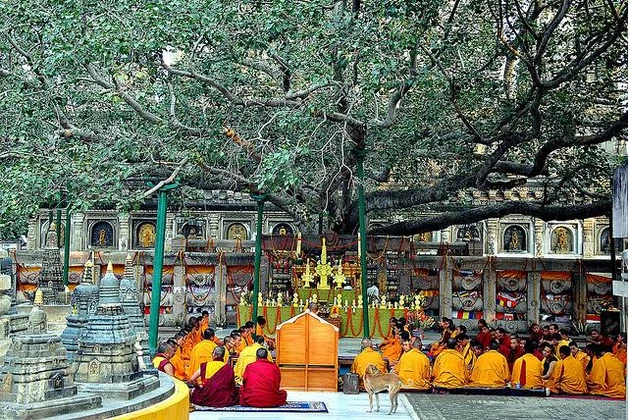 Bodhgaya Bodhi Tree Bodh Gaya darshan place