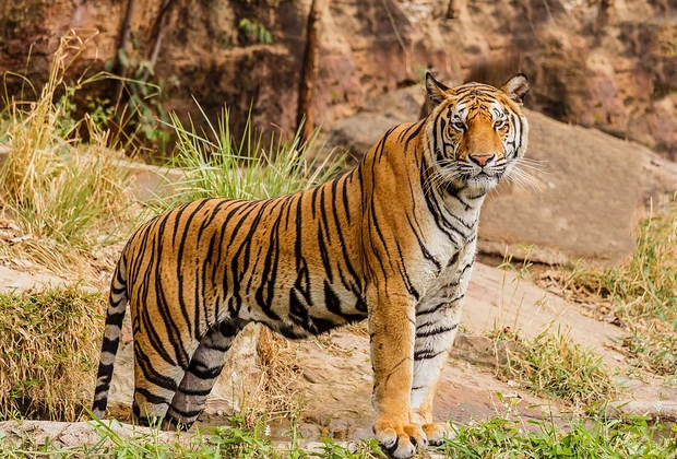 Jim Corbett National Park for Himalayan Lakes & Wildlife Adventure 2026 itinerary