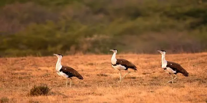 Great Indian Bustard Sanctuary Bhuj tourist attraction