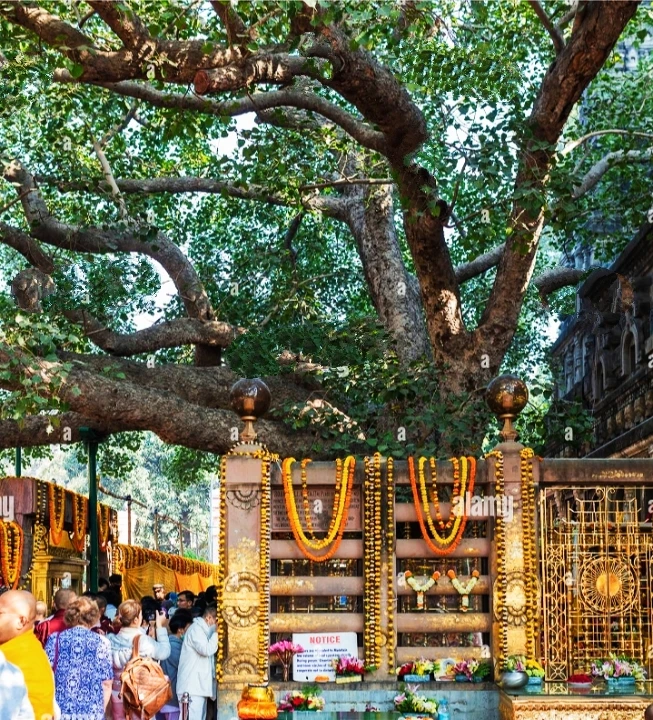 Bodhgaya Bodhi Tree sightseeing included in Kashi Bodh Gaya Spiritual Journey