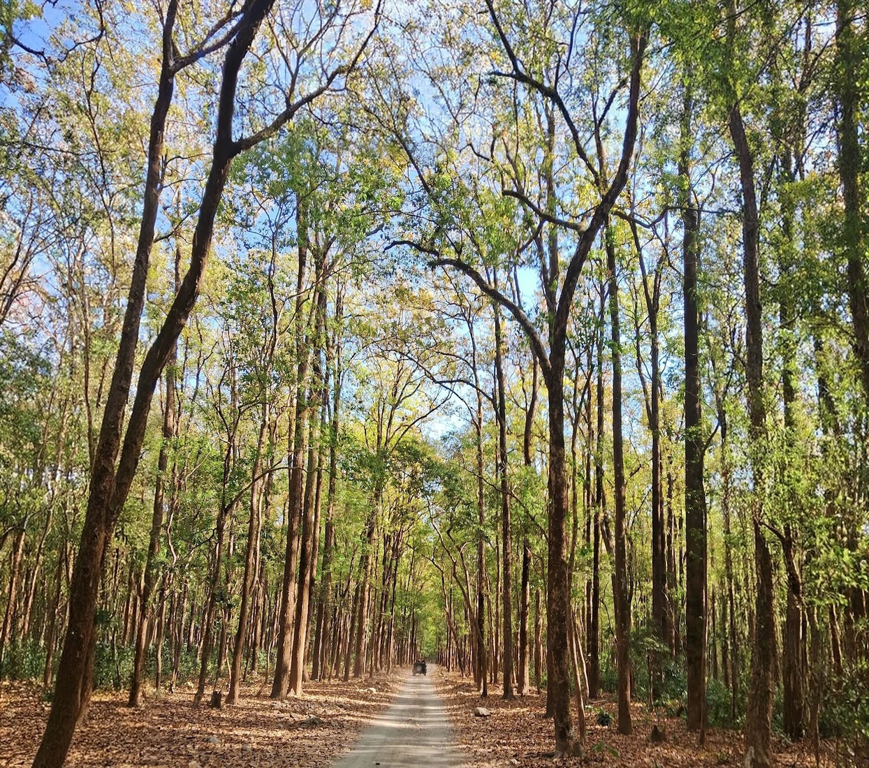 Jim Corbett National Park sightseeing included in Golden Safari Heritage Tour