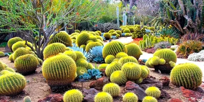 Cactus Garden in Chandigarh
