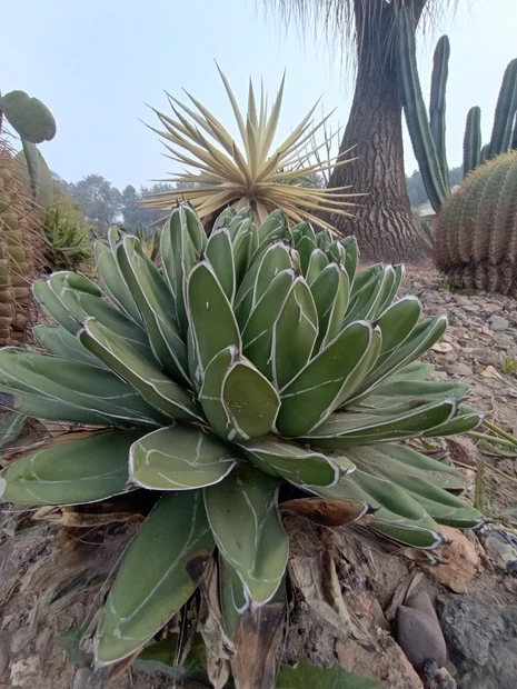 Cactus Garden photo 4 in Chandigarh