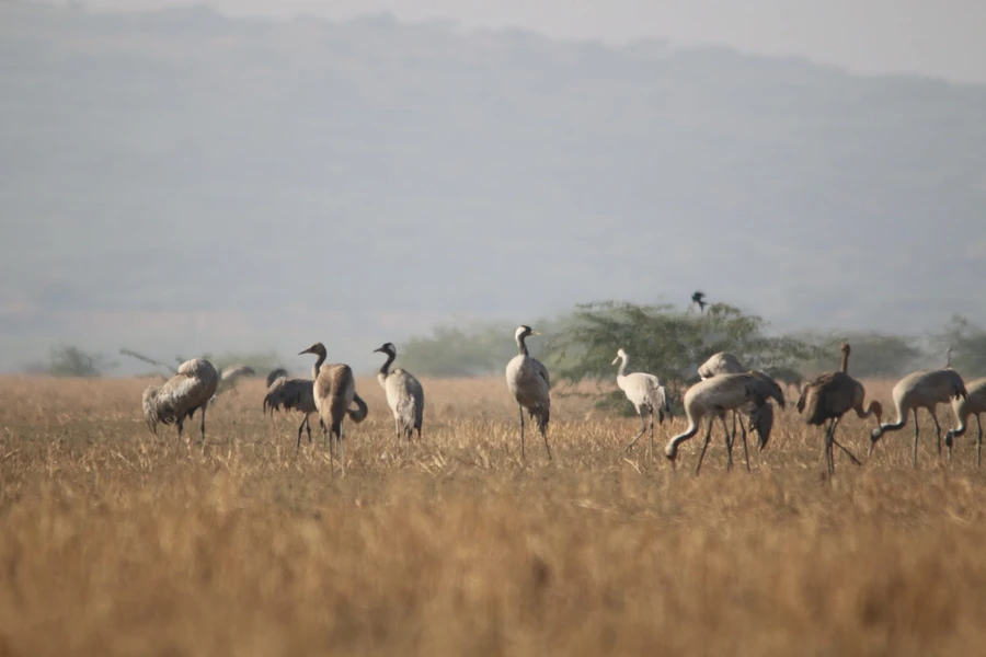 Chari-Dhand Wetland Conservation Reserve photo 2 in Bhuj