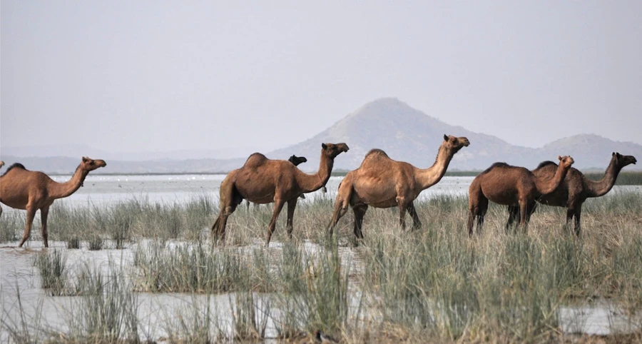 Chari-Dhand Wetland Conservation Reserve photo 3 in Bhuj