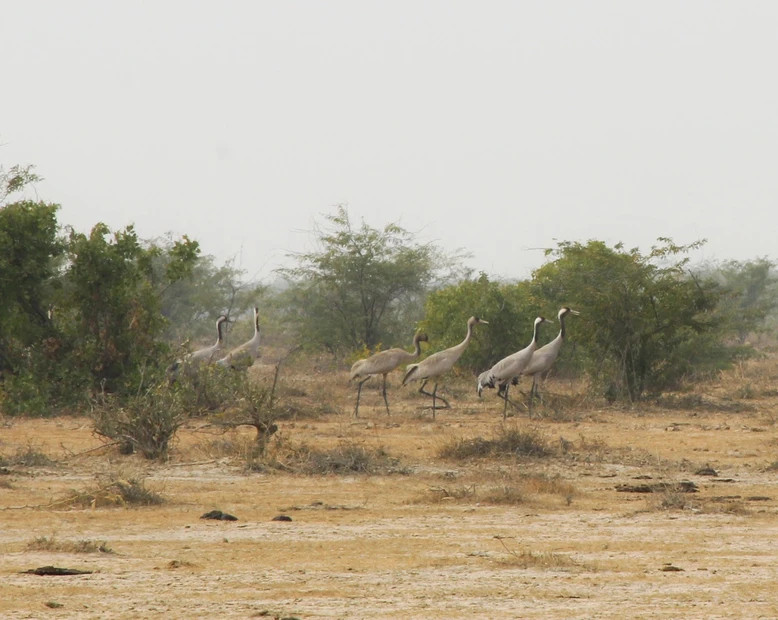 Chari-Dhand Wetland Conservation Reserve photo 4 in Bhuj