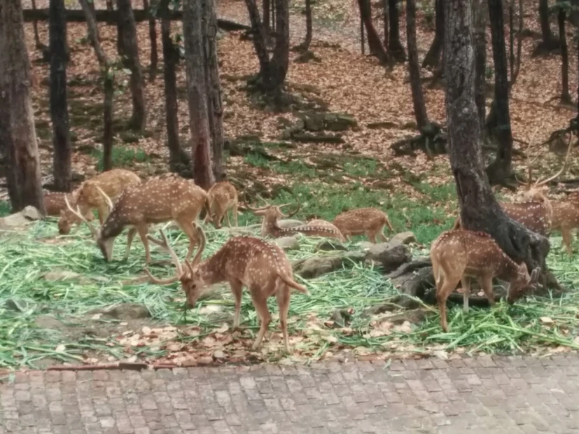 Dehradun Zoo photo 3 in Dehradun