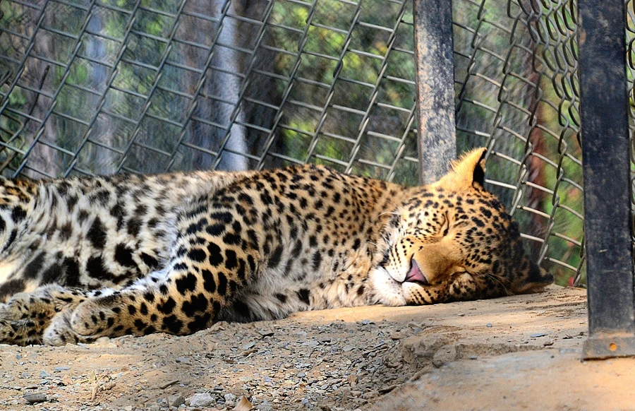 Dehradun Zoo photo 5 in Dehradun