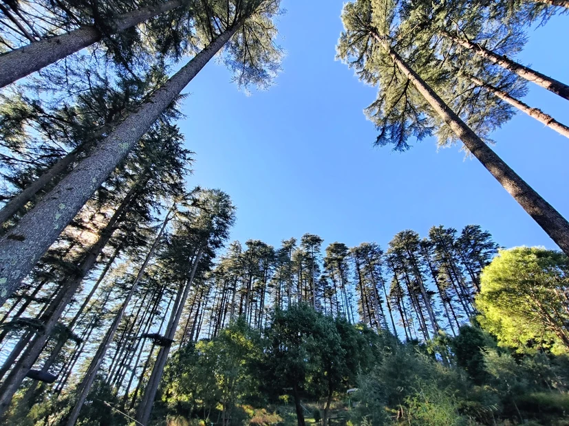 Dhanolti Eco Park Amber photo 2 in Mussoorie