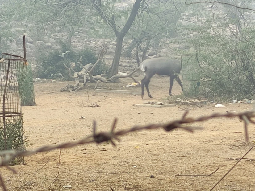 Govardhan hill photo 4 in Mathura