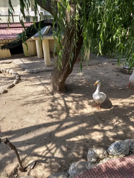 Himalayan Bird Park photo 3 in Shimla
