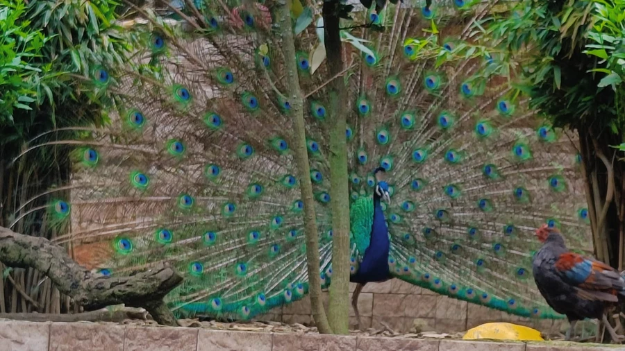 Himalayan Bird Park photo 4 in Shimla