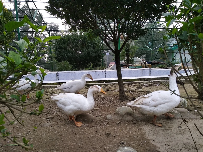 Himalayan Bird Park photo 5 in Shimla