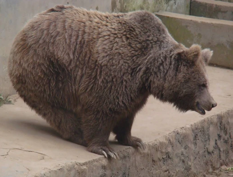 Himalayan Nature Park Kufri Zoo photo 3 in Shimla