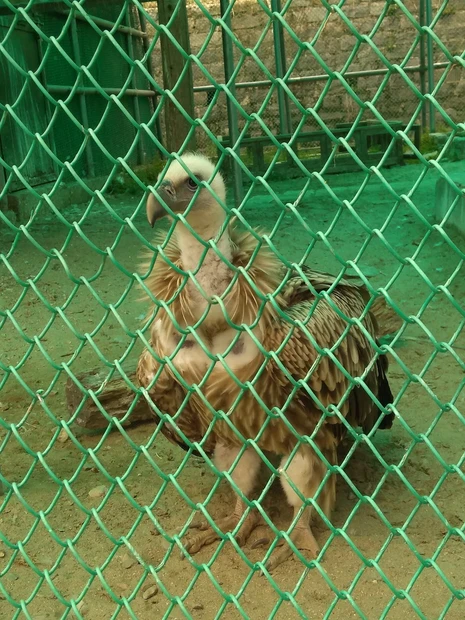 Himalayan Nature Park Kufri Zoo photo 4 in Shimla