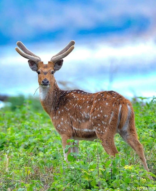 Jim Corbett National Park photo 3 in Ramnagar