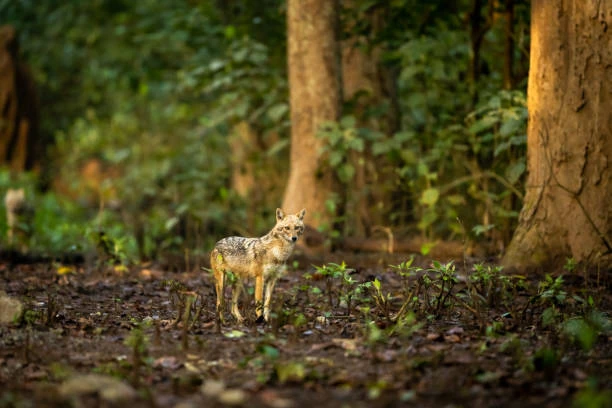 Jim Corbett National Park photo 5 in Ramnagar