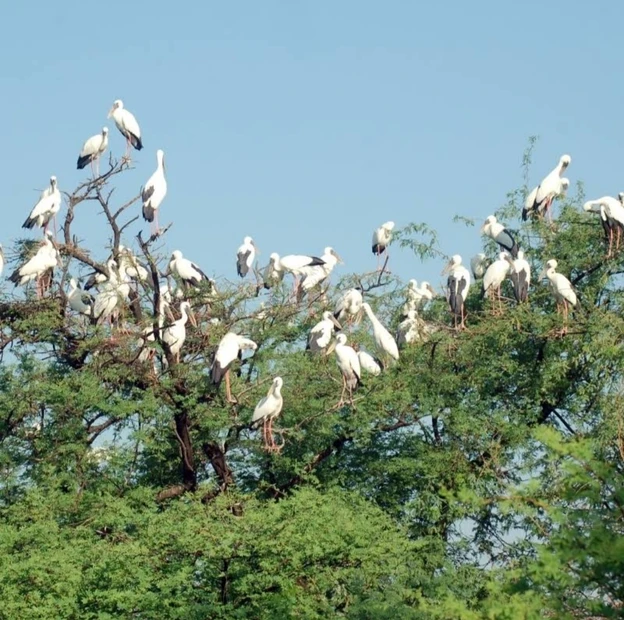 Keoladeo National Park photo 5 in Bharatpur