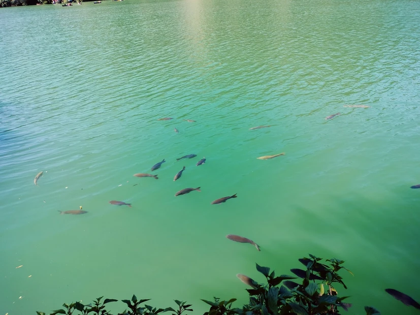Nainital Lake photo 5 in Nainital
