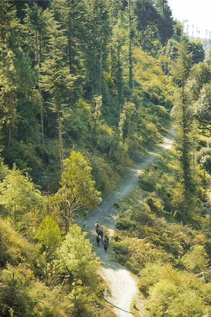 Naldehra photo 5 in Shimla