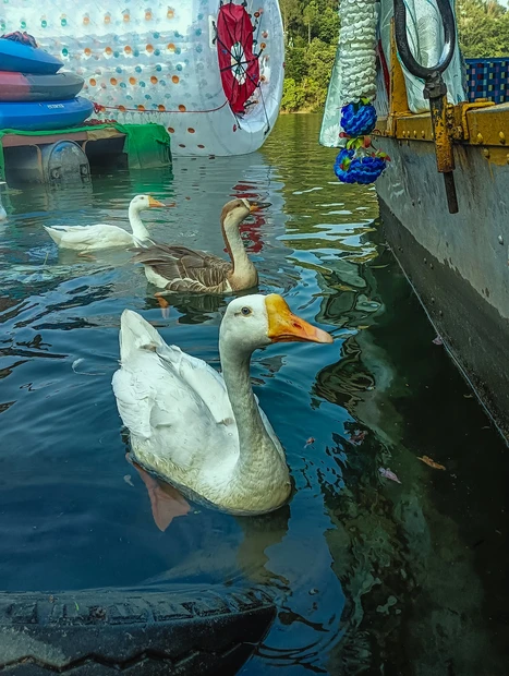 Naukuchiatal photo 3 in Nainital