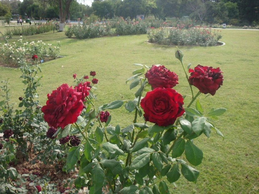 Rose Garden photo 2 in Chandigarh