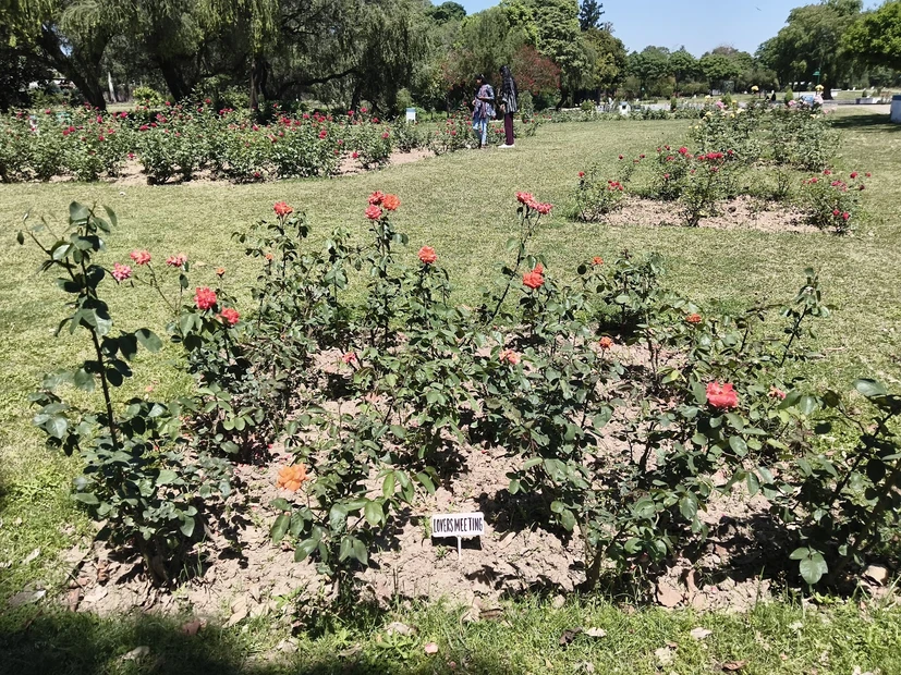 Rose Garden photo 4 in Chandigarh