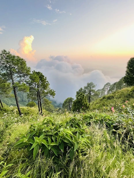 Timber Trail Kasauli photo 5 in Parwanoo